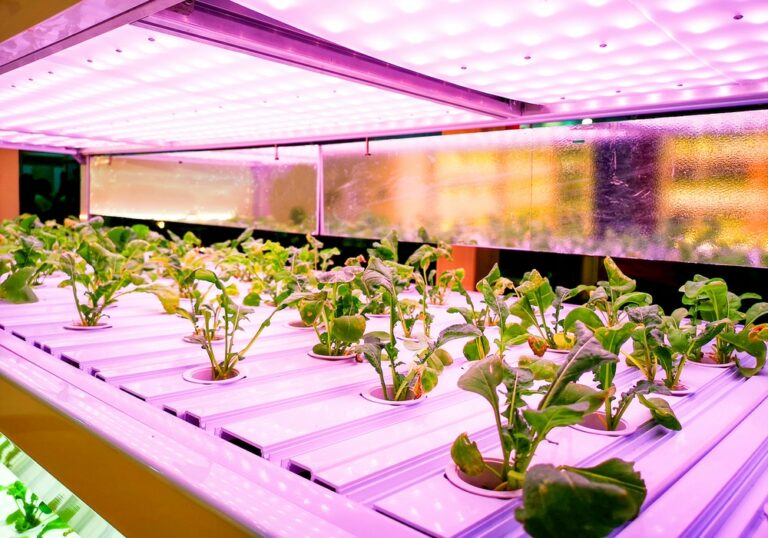 Learn How Far Should LED Grow Lights Be From Plants