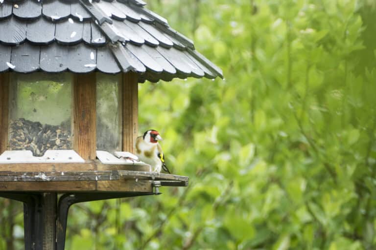 How to Secure a Bird Table to the Ground: Improve the Feel of Your Garden