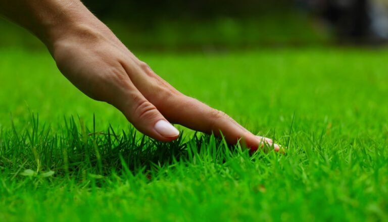 How to Feed a Lawn: A Comprehensive Guide