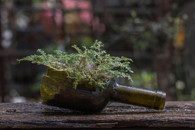 How to Make Hanging Wine Bottle Planters – A DIY Guide