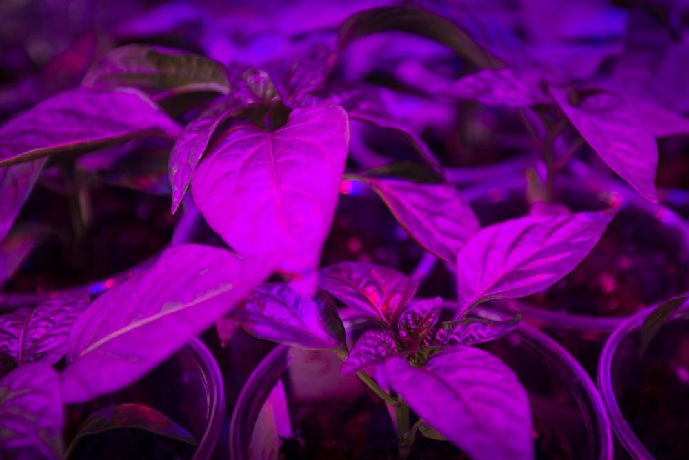 how to use LED grow lights