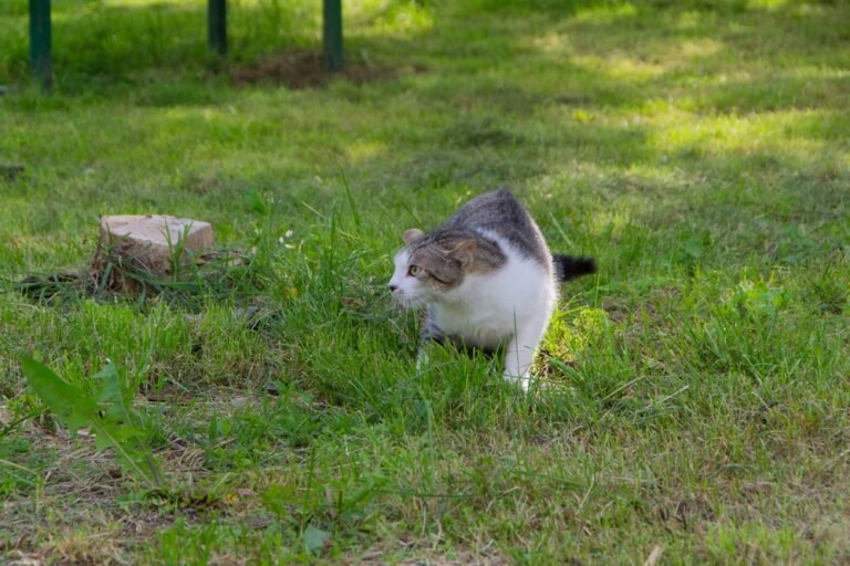 What Is a Cat Repellent? Do You Need It?