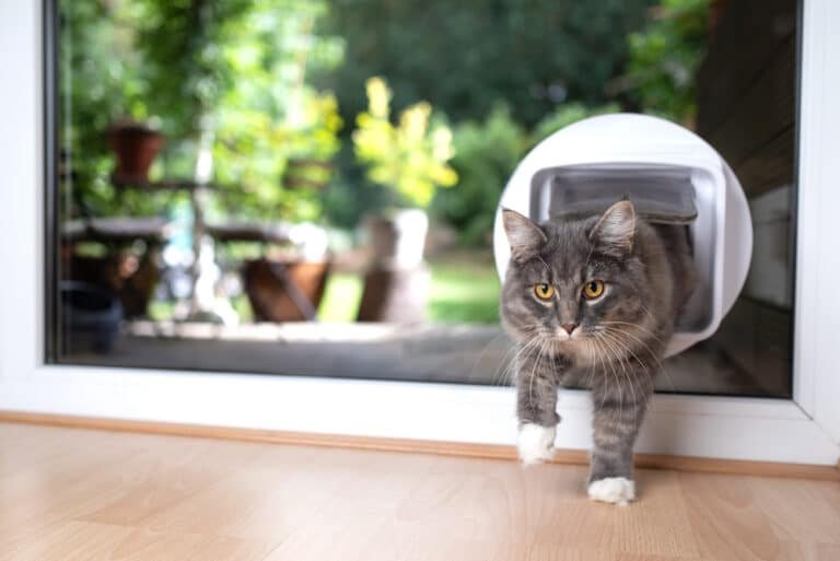 Why Is My Microchip Cat Flap Not Working?