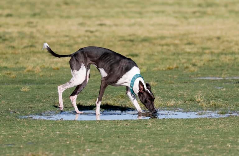 Can Fly Killers Harm Dogs? Protect Your Pet Now!