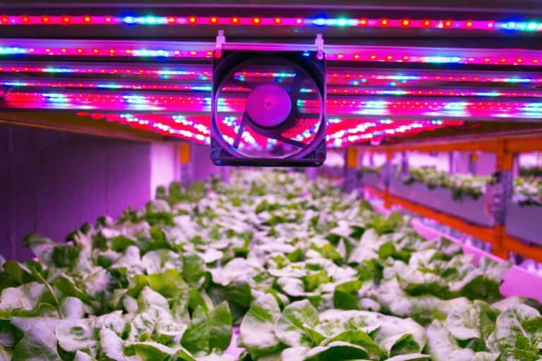 How Many LED Grow Lights Do I Need? Let’s Count the Ways!