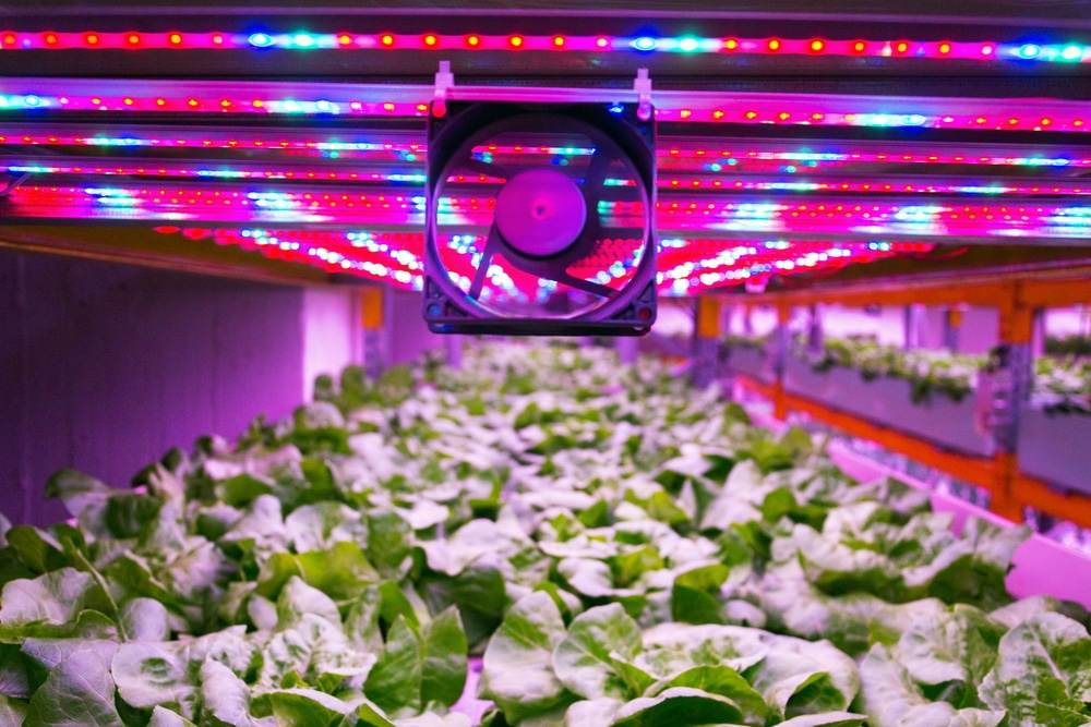How Many LED Grow Lights Do I Need? Let's Count the Ways! House Happy