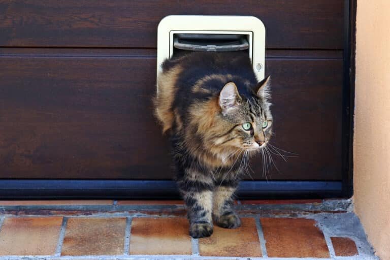 How Much Does It Cost to Fit a Cat Flap in the UK? Get the Facts Here!