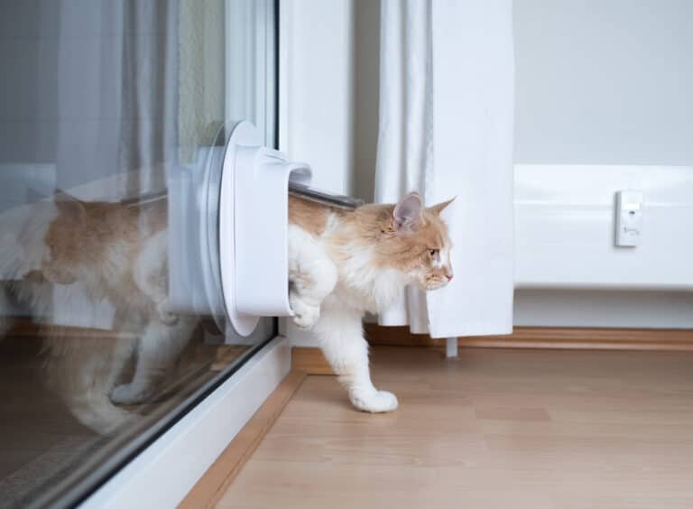 How to Cover an Old Cat Flap Hole: Tips and Solutions