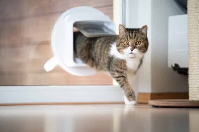 How to Install a Microchip Cat Flap: A Step-by-Step Guide