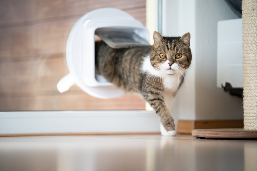 how to install a microchip cat flap