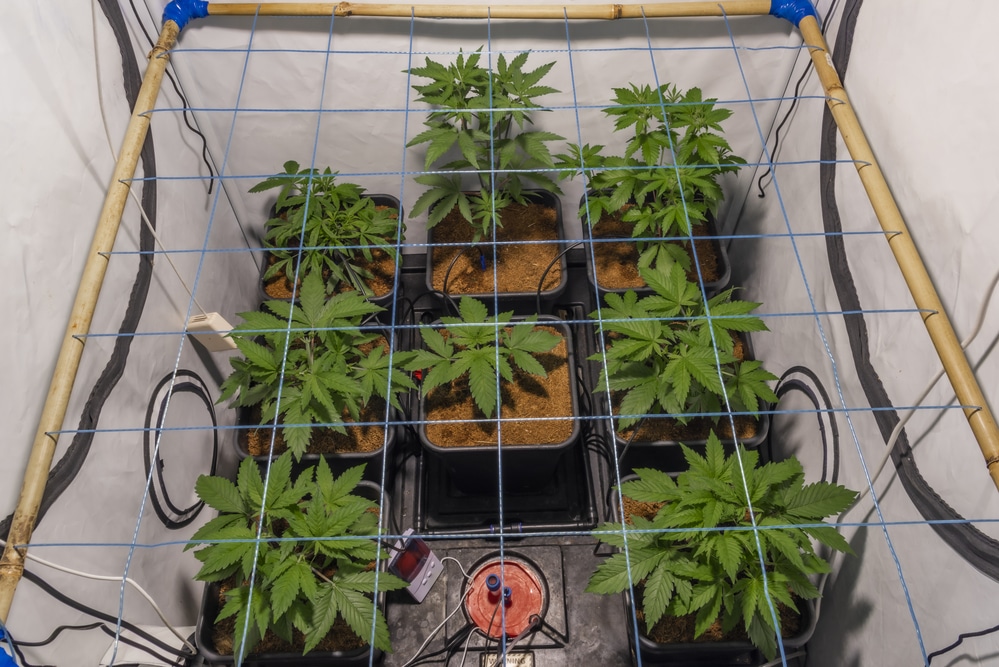how to set up a grow tent with led lights