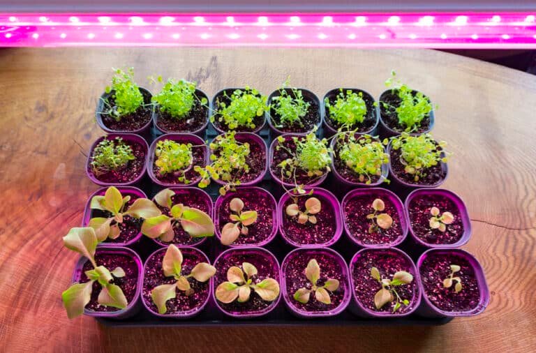 LED Grow Lights vs Sunlight – Which Is Best?