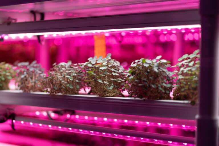 What Are Full Spectrum LED Grow Lights? Find Out Their Perks