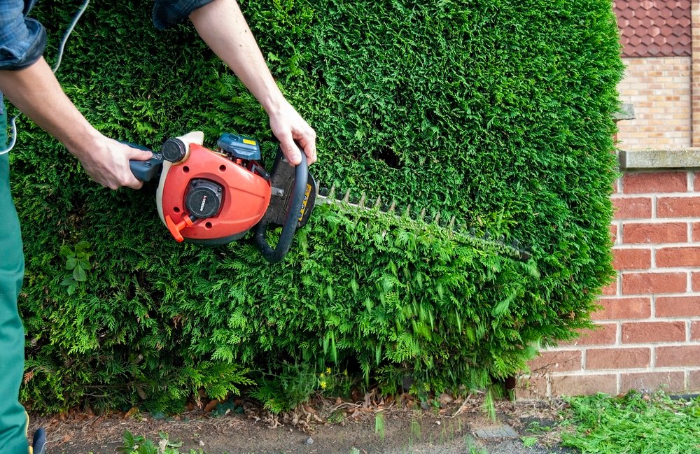 Hedge Trimmer vs Chainsaw