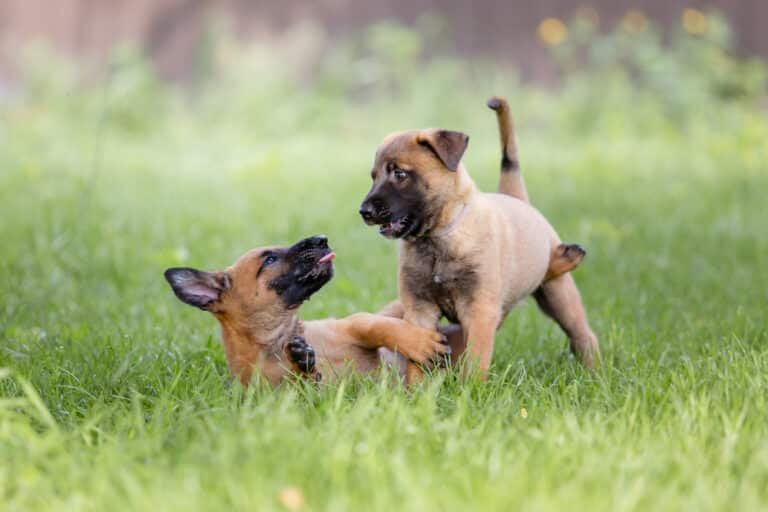 How Long to Keep Dogs Off Grass After Using Weed Killer