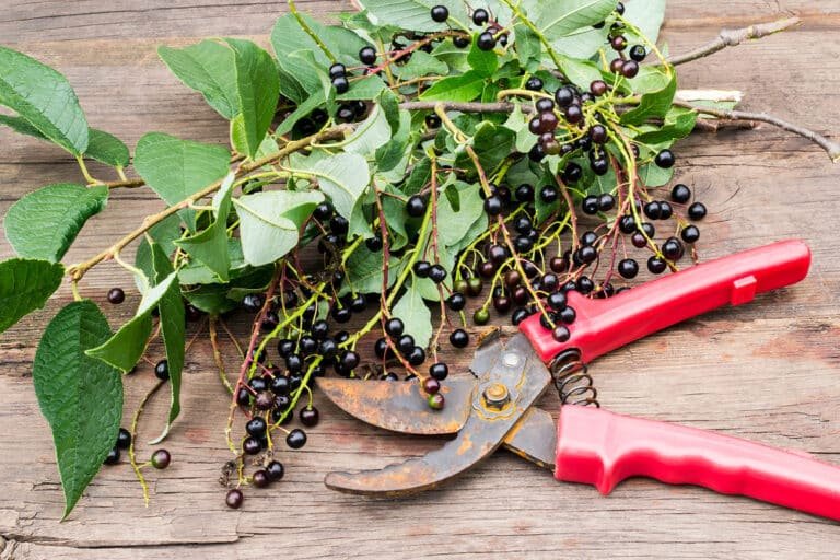 How to Remove Rust from Secateurs: A Step-by-Step Guide