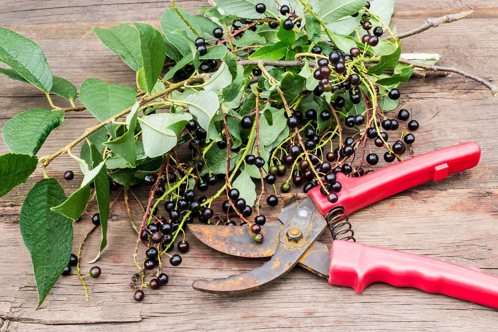 How to Remove Rust from Secateurs