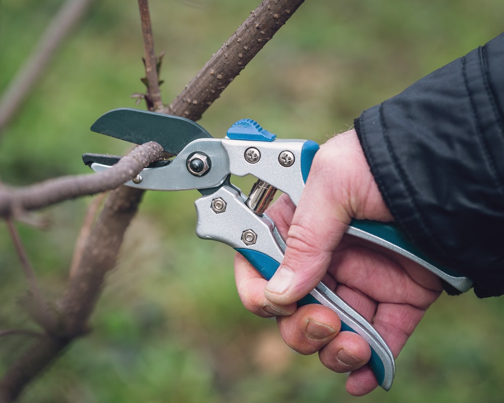 What Is the Difference Between Shears and Secateurs