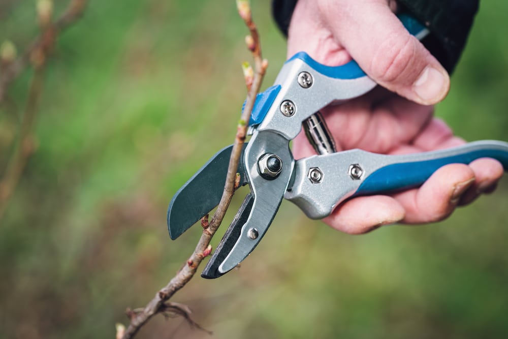 When Were Secateurs Invented