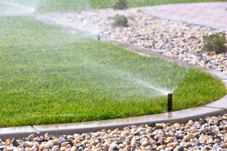 When to Water Your Lawn After Weed and Feed Treatments