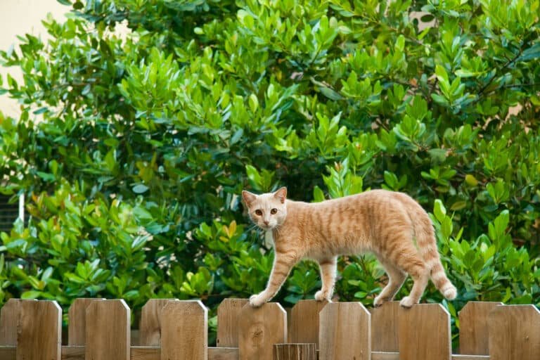 Do Ultrasonic Cat Repellents Work? Find Out Now!
