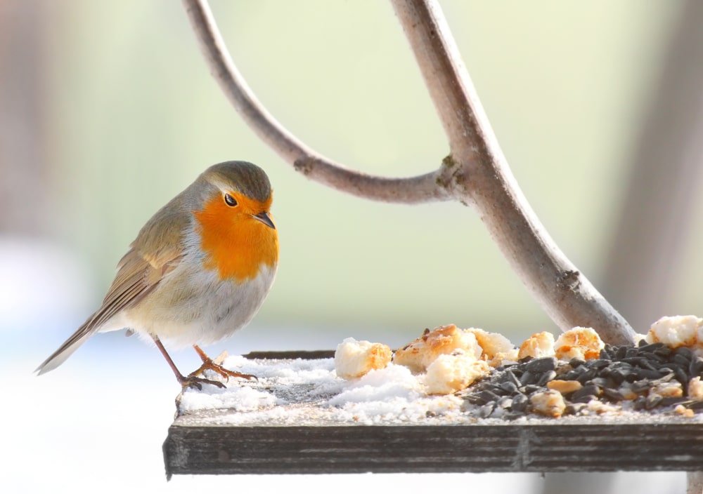 how to stop rats from climbing bird tables