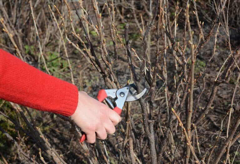 What Are Bypass Secateurs? A Garden Gadget Guide for UK Consumers