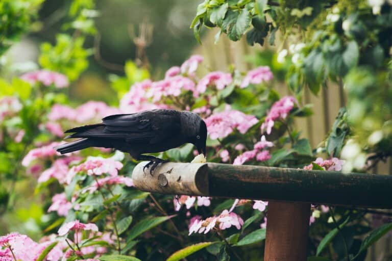 Unlock the Secrets of Where to Put Bird Tables in Your Garden!