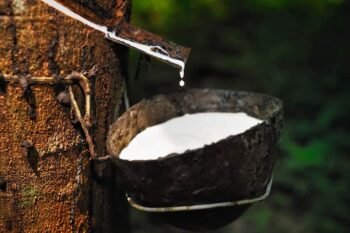 Sap from rubber tree
