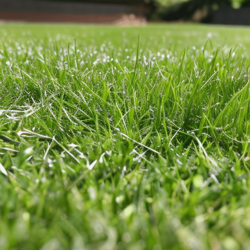 a close-up view of the lawn's grass