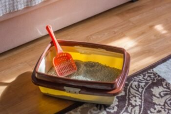 cat litter box