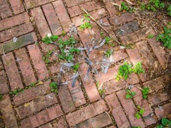 weeds growing on grout